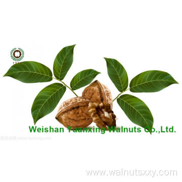 high quality low priced Walnuts Kernels Light Pieces